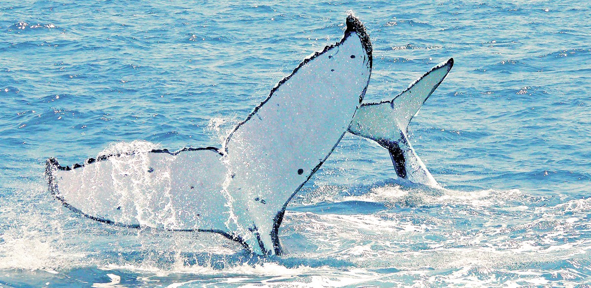 whale watching tours whitsundays